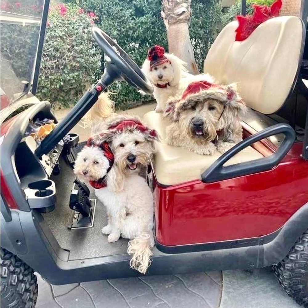 ⭐️Posh Ambassador II ⭐️ - Picture 3 of 16